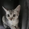 Photo of Nala