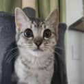 Photo of Nala