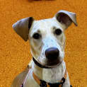 Photo of Latte