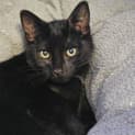Photo of Loki
