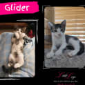 Photo of Glider