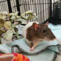 Photo of Dodger