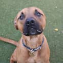 Photo of Harley