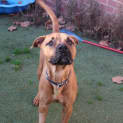 Photo of Harley