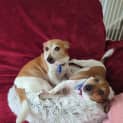 Photo of Willow & Chico   Mother & Daughter Foxy X (Trial)