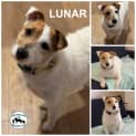 Photo of Lunar 