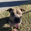 Photo of Bandit