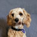 Photo of Lachy   14 Month Old Cavoodle (Trial)