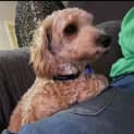 Photo of Lachy   14 Month Old Cavoodle (Trial)