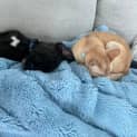 Photo of Monty And Ranger