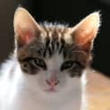 Photo of Leo