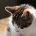 Photo of Leo