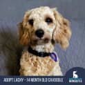 Photo of Lachy   14 Month Old Cavoodle (Trial)