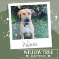 Photo of Winnie