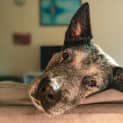 Photo of Chip