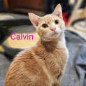 Photo of Calvin Meet Me @Petstock Keys Borough Store