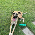 Photo of Nala