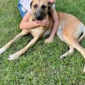 Photo of Nala