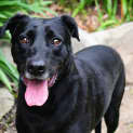 Photo of Lacey
