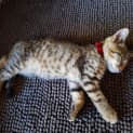 Photo of Fozzie