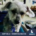 Photo of Bella   18 Month Old Maltese (Trial)