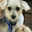 Photo of Bella   18 Month Old Maltese (Trial)