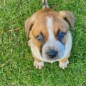 Photo of Chilli