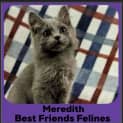 Photo of Meredith 