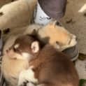 Photo of Smudge   7 Week Old Husky X (Trial)