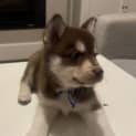 Photo of Smudge   7 Week Old Husky X (Trial)