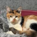 Photo of Mittens