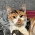 Photo of Mittens