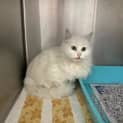 Photo of Diamond 
