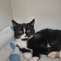 Photo of Smittens
