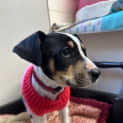 Photo of Lily