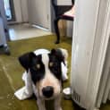 Photo of Lily