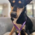 Photo of Skye