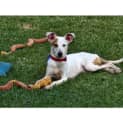 Photo of Bolt