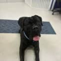 Photo of Bear