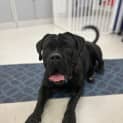 Photo of Bear