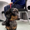 Photo of Snickers