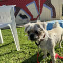 Photo of Teddy