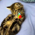 Photo of Aslan