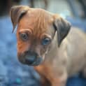Photo of Rubz