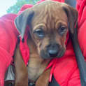 Photo of Rubz