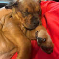 Photo of Lainey Wilson