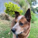 Photo of Diesel