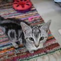 Photo of Sushi