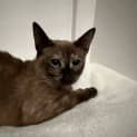 Photo of Coco
