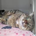 Photo of Otis